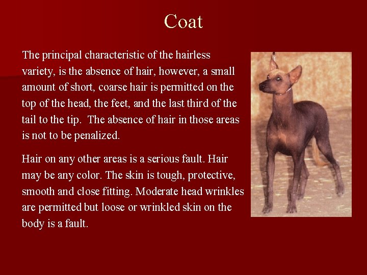 Coat The principal characteristic of the hairless variety, is the absence of hair, however,