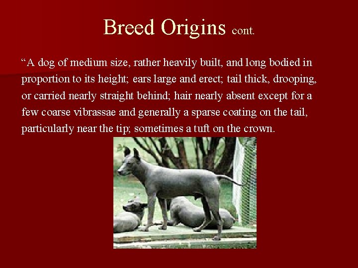 Breed Origins cont. “A dog of medium size, rather heavily built, and long bodied