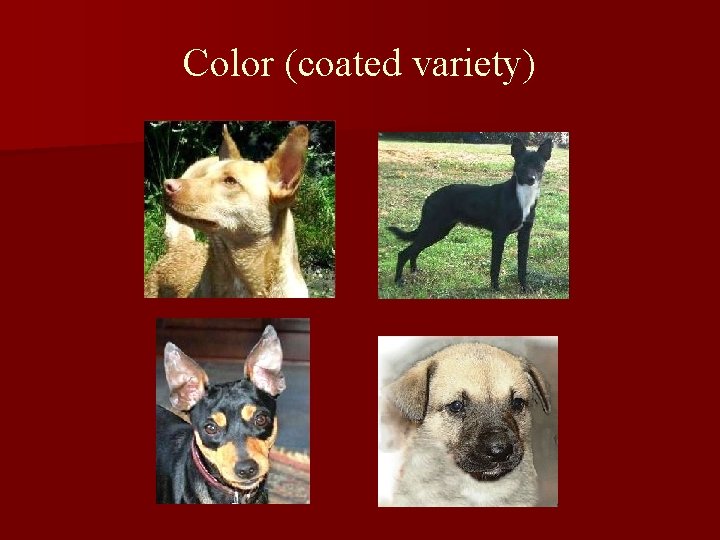 Color (coated variety) 