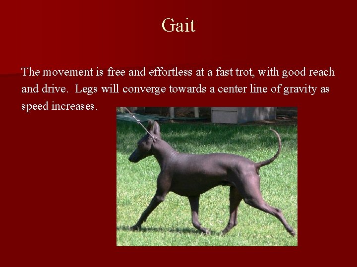 Gait The movement is free and effortless at a fast trot, with good reach