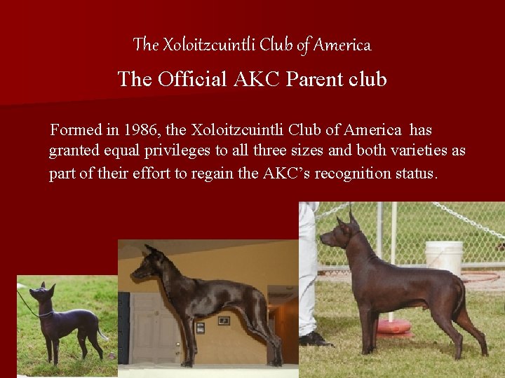 The Xoloitzcuintli Club of America The Official AKC Parent club Formed in 1986, the