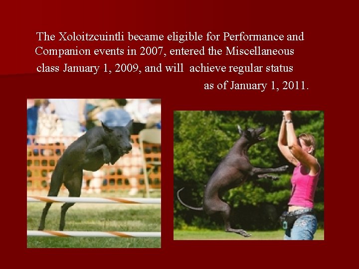 The Xoloitzcuintli became eligible for Performance and Companion events in 2007, entered the Miscellaneous