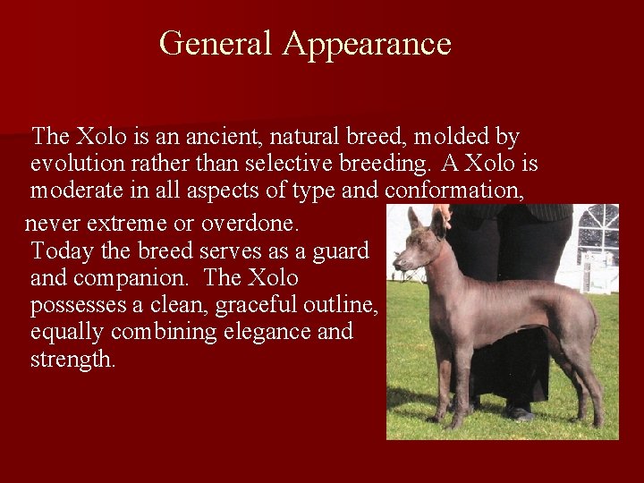 General Appearance The Xolo is an ancient, natural breed, molded by evolution rather than