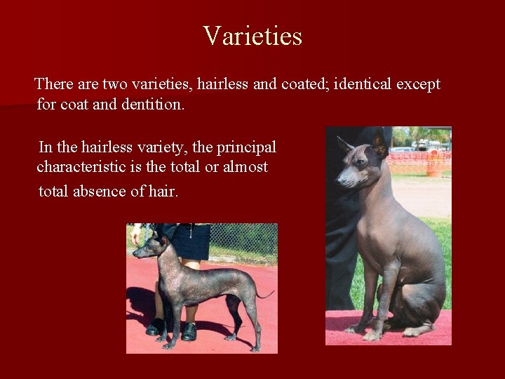 Varieties There are two varieties, hairless and coated; identical except for coat and dentition.