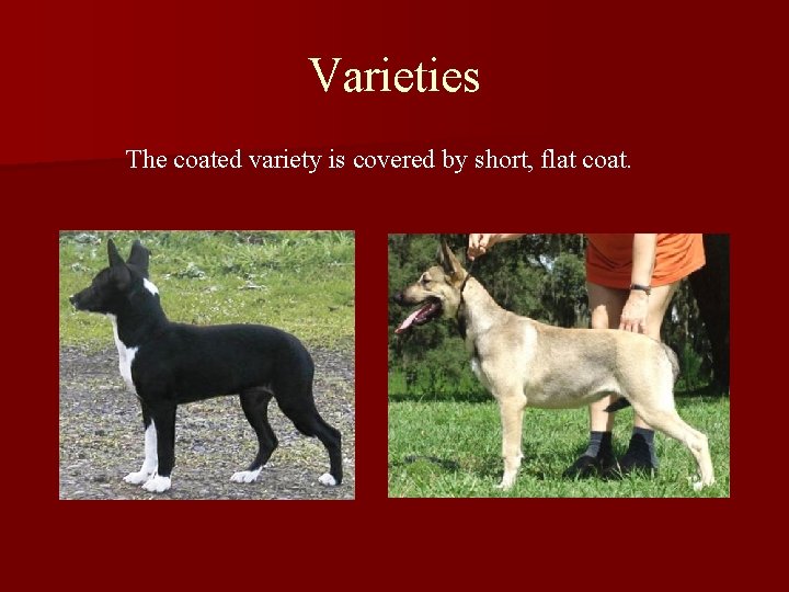 Varieties The coated variety is covered by short, flat coat. 