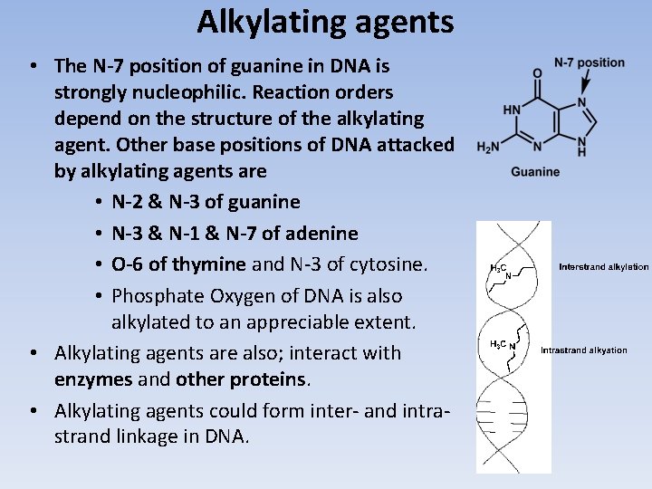 Alkylating agents • The N-7 position of guanine in DNA is strongly nucleophilic. Reaction