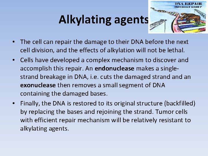 Alkylating agents • The cell can repair the damage to their DNA before the