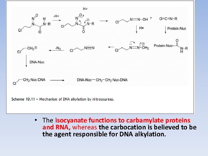  • The isocyanate functions to carbamylate proteins and RNA, whereas the carbocation is