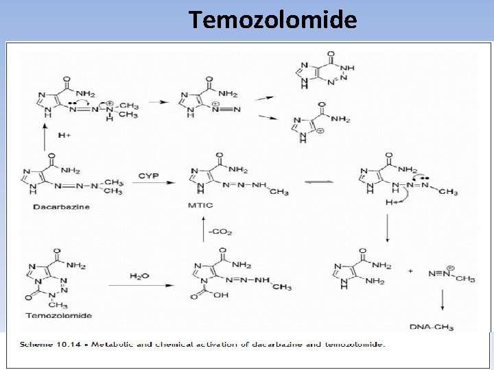 Temozolomide 