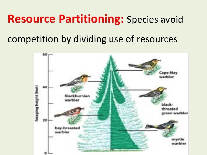 Resource Partitioning: Species avoid competition by dividing use of resources 