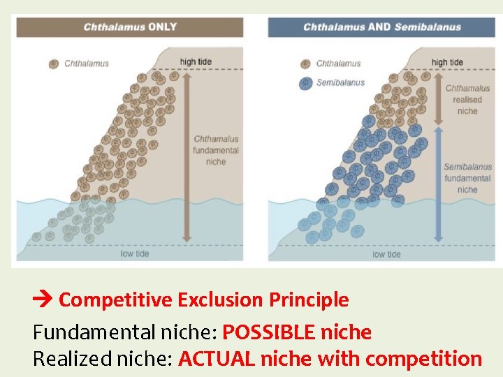  Competitive Exclusion Principle Fundamental niche: POSSIBLE niche Realized niche: ACTUAL niche with competition