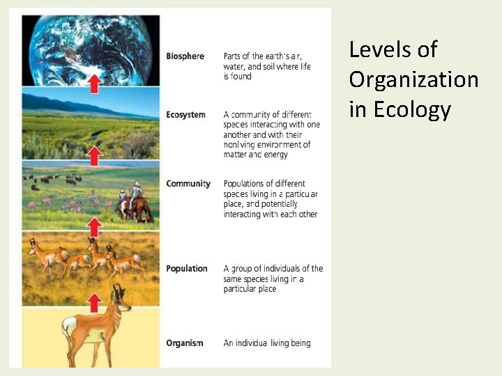 Levels of Organization in Ecology 