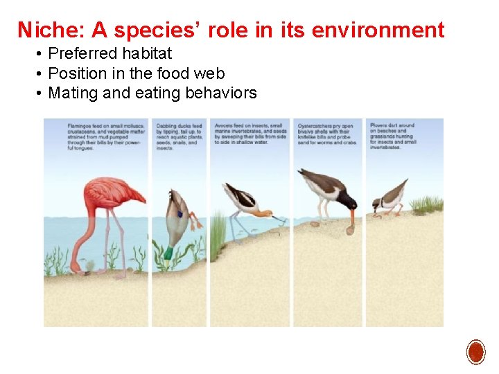 Niche: A species’ role in its environment • Preferred habitat • Position in the