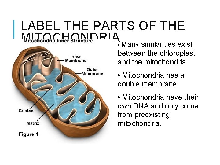 LABEL THE PARTS OF THE MITOCHONDRIA • Many similarities exist between the chloroplast and
