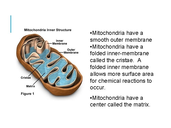  • Mitochondria have a smooth outer membrane • Mitochondria have a folded inner-membrane
