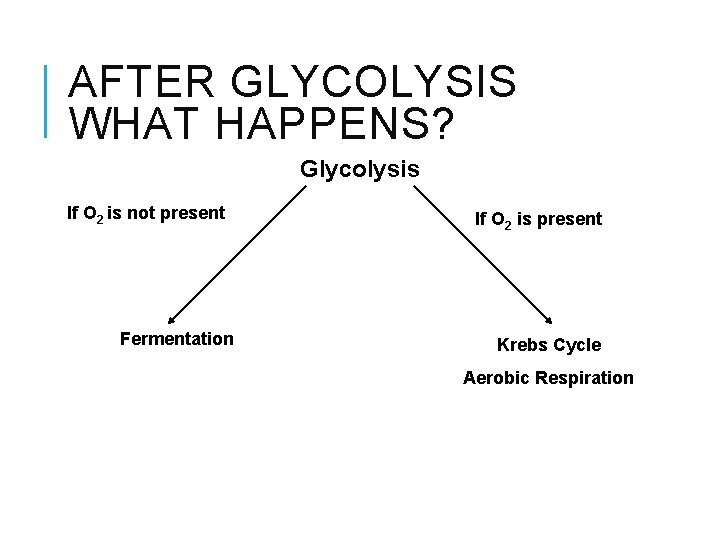 AFTER GLYCOLYSIS WHAT HAPPENS? Glycolysis If O 2 is not present Fermentation If O
