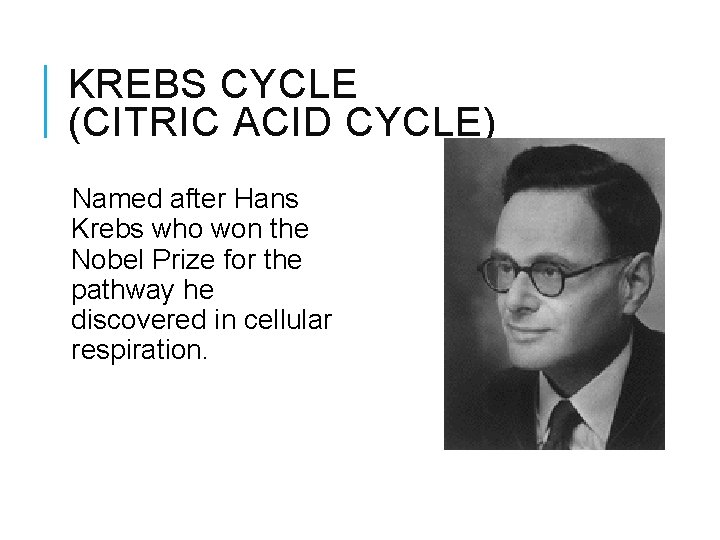 KREBS CYCLE (CITRIC ACID CYCLE) Named after Hans Krebs who won the Nobel Prize