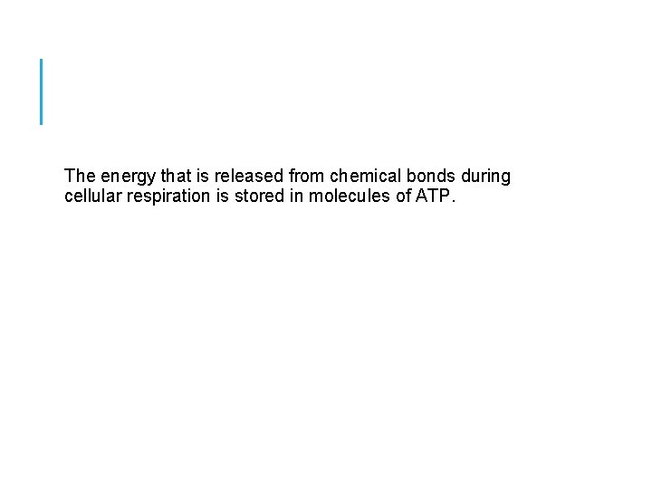 The energy that is released from chemical bonds during cellular respiration is stored in