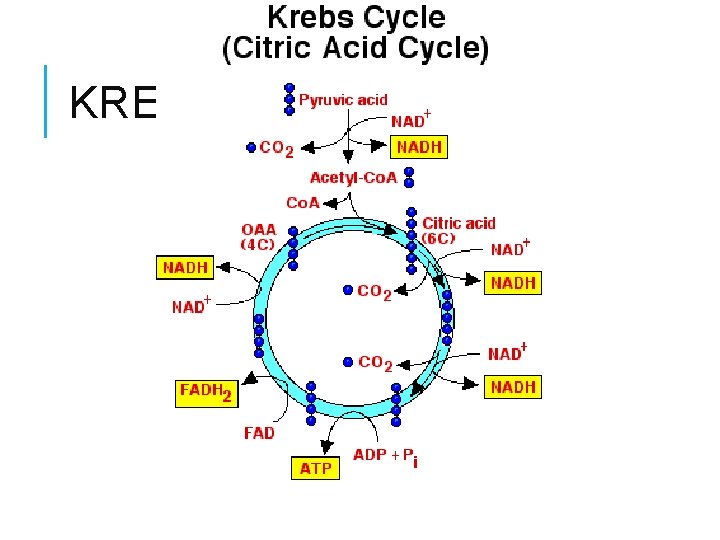 KREBS CYCLE 