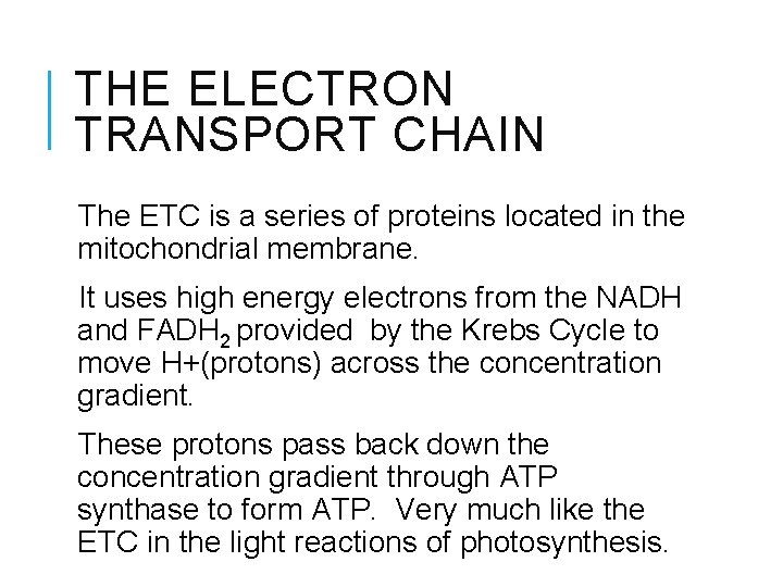 THE ELECTRON TRANSPORT CHAIN The ETC is a series of proteins located in the