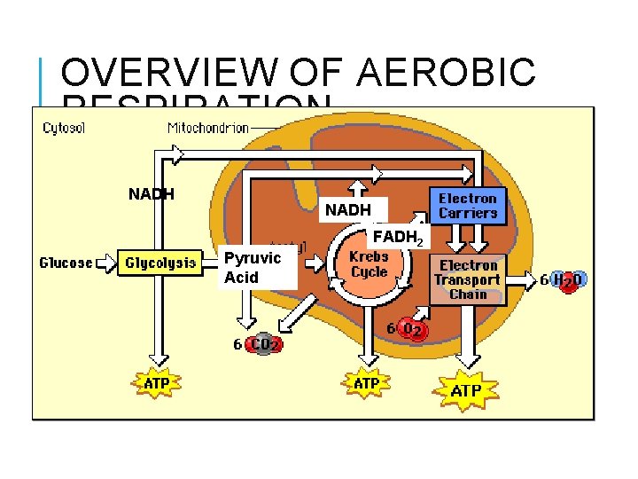 OVERVIEW OF AEROBIC RESPIRATION NADH FADH 2 Pyruvic Acid 