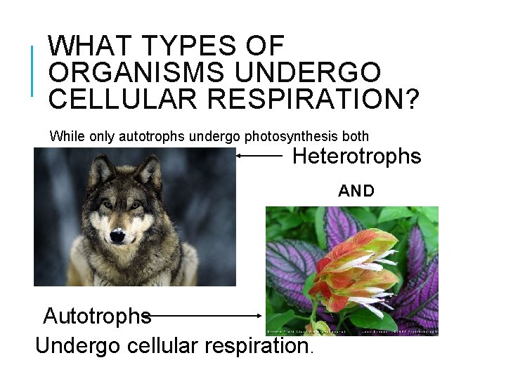 WHAT TYPES OF ORGANISMS UNDERGO CELLULAR RESPIRATION? While only autotrophs undergo photosynthesis both Heterotrophs