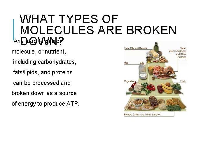 WHAT TYPES OF MOLECULES ARE BROKEN Any food (organic) DOWN? molecule, or nutrient, including