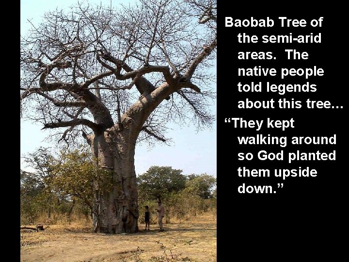 Baobab Tree of the semi-arid areas. The native people told legends about this tree…