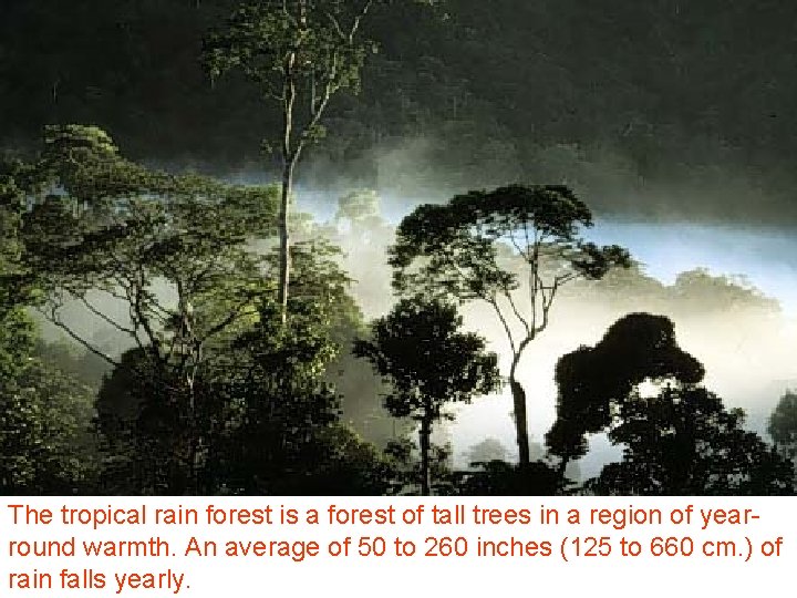 The tropical rain forest is a forest of tall trees in a region of