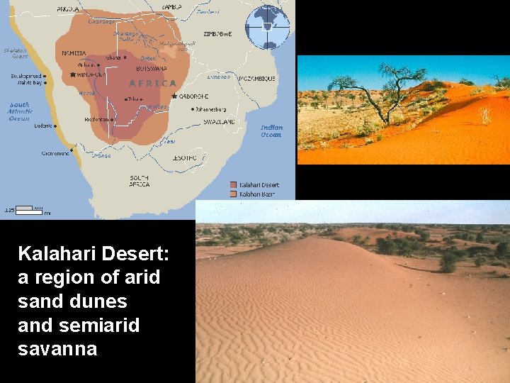 Kalahari Desert: a region of arid sand dunes and semiarid savanna 