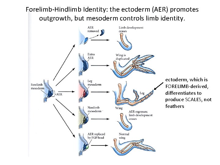 Forelimb-Hindlimb Identity: the ectoderm (AER) promotes outgrowth, but mesoderm controls limb identity. ectoderm, which