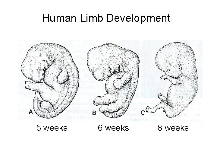 Human Limb Development 5 weeks 6 weeks 8 weeks 