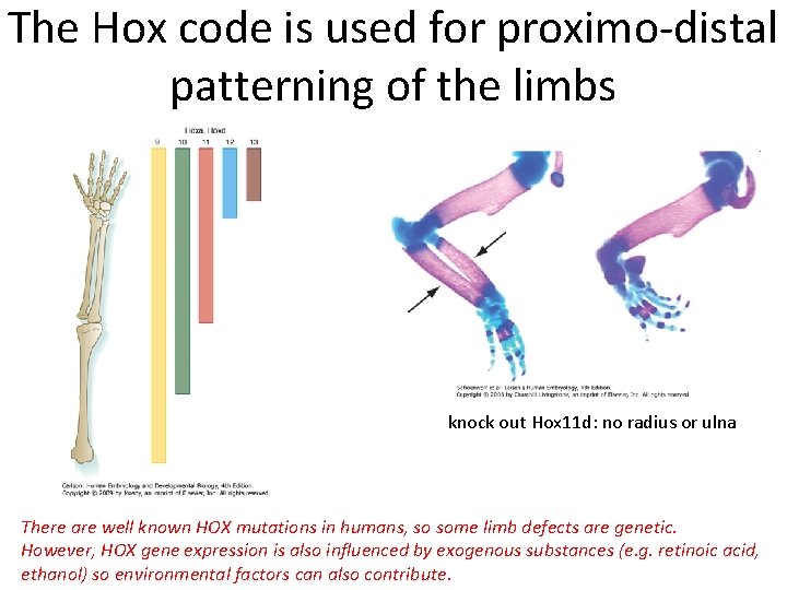 The Hox code is used for proximo-distal patterning of the limbs knock out Hox