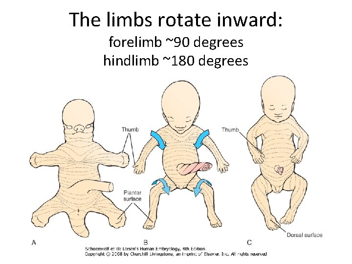 The limbs rotate inward: forelimb ~90 degrees hindlimb ~180 degrees 