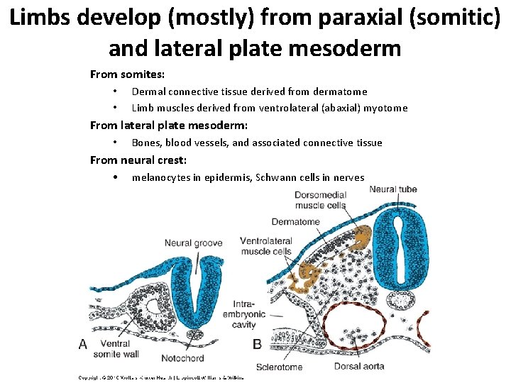 Limbs develop (mostly) from paraxial (somitic) and lateral plate mesoderm From somites: • •