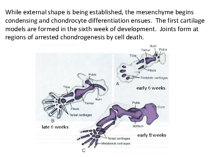 While external shape is being established, the mesenchyme begins condensing and chondrocyte differentiation ensues.
