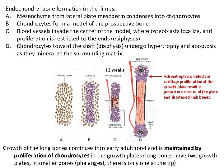 Endochondral bone formation in the limbs: A. Mesenchyme from lateral plate mesoderm condenses into