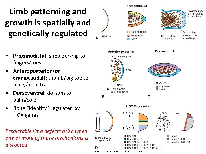 Limb patterning and growth is spatially and genetically regulated • Proximodistal: shoulder/hip to fingers/toes