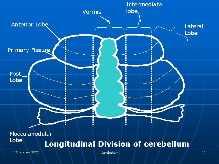 Vermis Anterior Lobe Intermediate lobe Lateral Lobe Primary Fissure Post. Lobe Flocculanodular Lobe Longitudinal