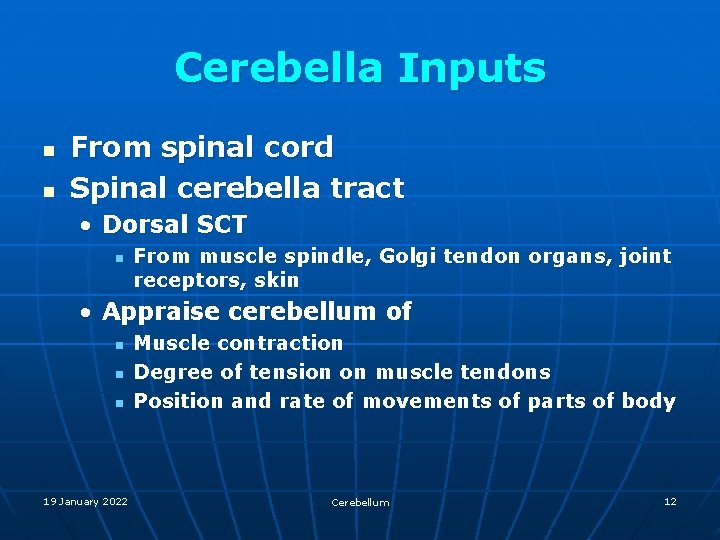 Cerebella Inputs n n From spinal cord Spinal cerebella tract • Dorsal SCT n