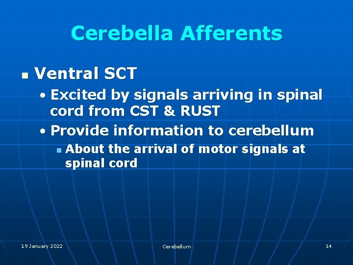 Cerebella Afferents n Ventral SCT • Excited by signals arriving in spinal cord from