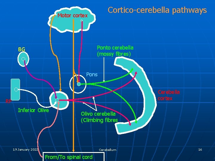 Cortico-cerebella pathways Motor cortex Ponto cerebella (mossy fibres) BG Pons Cerebella cortex RF Inferior