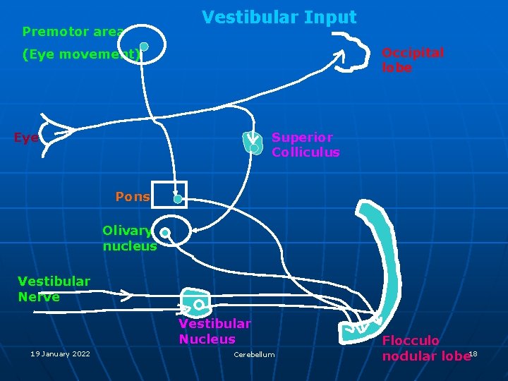 Premotor area Vestibular Input Occipital lobe (Eye movement) Superior Colliculus Eye Pons Olivary nucleus