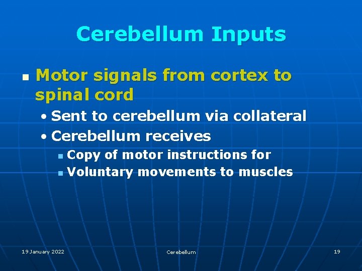 Cerebellum Inputs n Motor signals from cortex to spinal cord • Sent to cerebellum