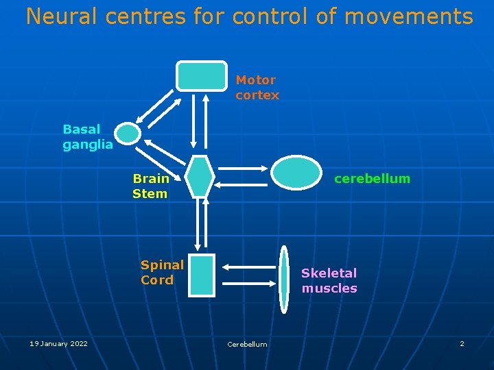 Neural centres for control of movements Motor cortex Basal ganglia cerebellum Brain Stem Spinal