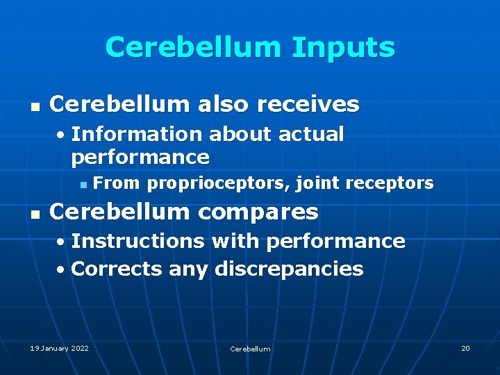 Cerebellum Inputs n Cerebellum also receives • Information about actual performance n n From