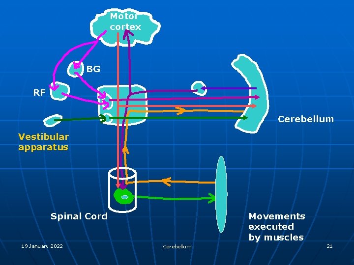 Motor cortex BG RF Cerebellum Vestibular apparatus Movements executed by muscles Spinal Cord 19
