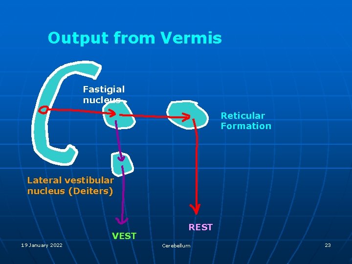 Output from Vermis Fastigial nucleus Reticular Formation Lateral vestibular nucleus (Deiters) VEST 19 January