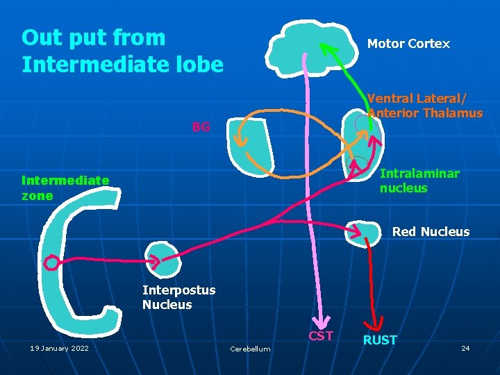 Out put from Intermediate lobe Motor Cortex Ventral Lateral/ Anterior Thalamus BG Intralaminar nucleus