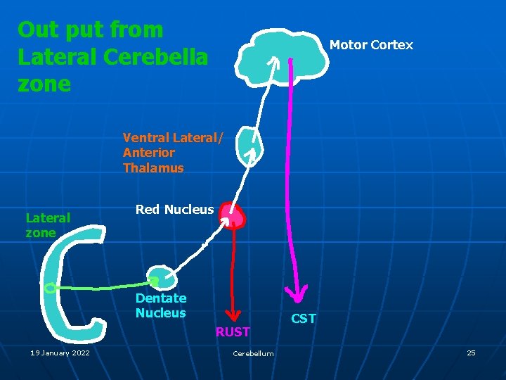 Out put from Lateral Cerebella zone Motor Cortex Ventral Lateral/ Anterior Thalamus Lateral zone